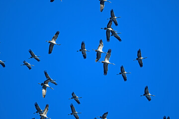 ziehende Kraniche (Grus grus) // migrating Common cranes © bennytrapp