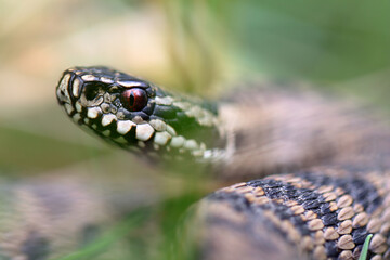 Vipère péliade Vipera berus en gros plan mode portrait