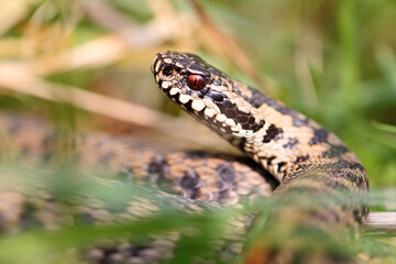 Vipère péliade Vipera berus en gros plan mode portrait