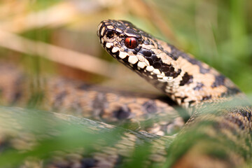 Vipère péliade Vipera berus en gros plan mode portrait