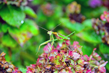 Proud Mantis