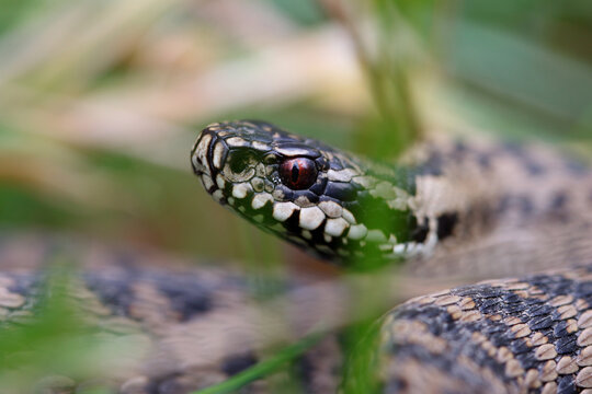 Vip&egrave;re p&eacute;liade Vipera berus en gros plan mode portrait