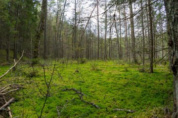 Forests of Belarus, National Park Narochansky Krai