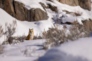 Obraz premium Red Fox taken in Yellowstone NP