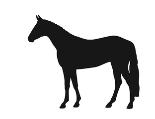 Warm blooded horse stands in profile in a white background,  vector silhouette
