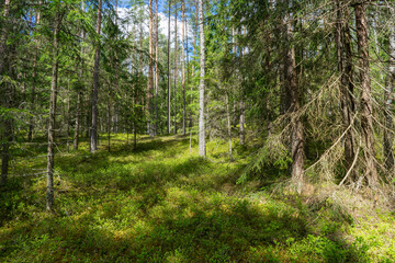 Obraz premium Forests of Belarus, National Park Narochansky Krai
