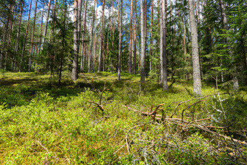 Forests of Belarus, National Park Narochansky Krai