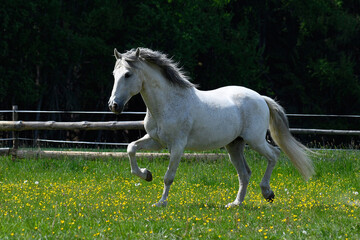 White horse in the paddock on a sunny day