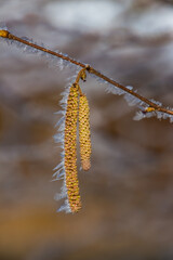 Close up of a hazelnut blossom covered with hoarfrost in winter, also called Corylus avellana