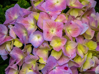 FLORES PEQUEÑAS