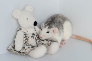 A cute decorative black and white rat sits next to a plush rat doll. Concept: year of the rat according to the Eastern calendar. Rat toy.