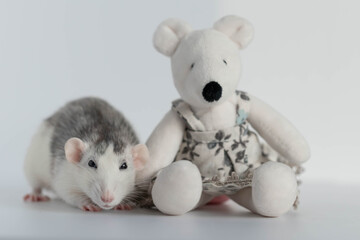 A cute decorative black and white rat sits next to a plush rat doll. Concept: year of the rat according to the Eastern calendar. Rat toy.