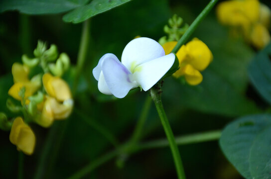 Selective Shot Of The Beautiful White Flower Of Soya Bean In The Garden