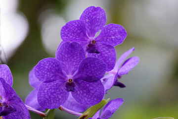 Orchidée dans une serre tropicale en gros plan