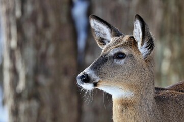 White tailed deer, doe and fawn near city park in Wisconsin.