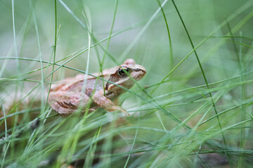 frog in the grass