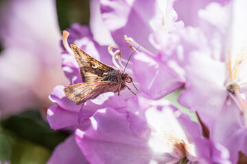 butterfly on pink flower