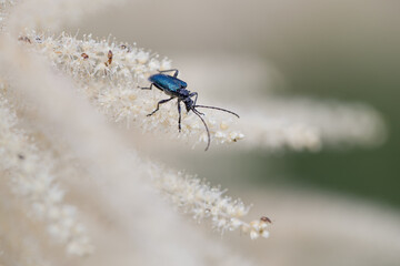 blue dragonfly on a leaf