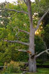 A dead tree with a forest backdrop. You can see the sunrise taking place in the background