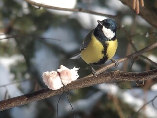 Great tit sits on a tree branch with a piece of bacon.
