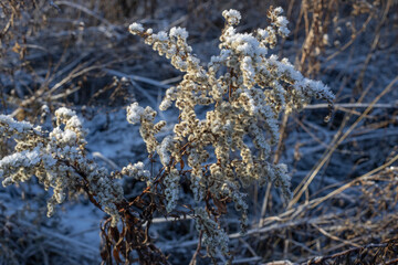 ice crystals on the grass. plant in other, illuminated by the sun.