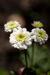 white chrysanthemum growing in the garden under the sun