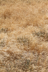 Dry grass background at the beach