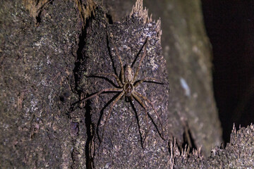 Spider in Taman Negara national park, Malaysia