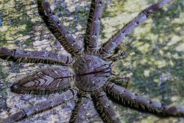 Spider in Taman Negara national park, Malaysia