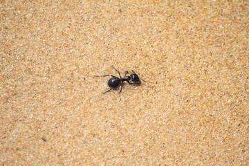 Close-up of a big black ant on the sand