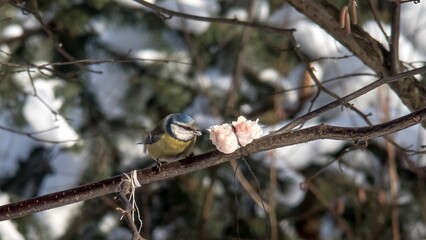 Blue tit or blue tit sits on a branch with lard.