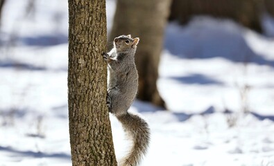 Eastern gray squirrel. Many juvenile squirrels die in the first year of life. Adult squirrels can have a lifespan of 5 to 10 years in the wild. Some can survive 10 to 20 years in captivity.