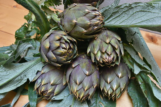 Carciofo, tipica pianta mediterranea. E' una pianta della famiglia Asteraceae coltivata in Italia e in altri Paesi per uso alimentare e, secondariamente, medicinale.