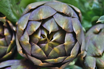 Carciofo, tipica pianta mediterranea. E' una pianta della famiglia Asteraceae coltivata in Italia e in altri Paesi per uso alimentare e, secondariamente, medicinale.