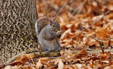 Eastern gray squirrel. Many juvenile squirrels die in the first year of life. Adult squirrels can have a lifespan of 5 to 10 years in the wild. Some can survive 10 to 20 years in captivity.