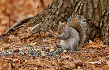 Eastern gray squirrel. Many juvenile squirrels die in the first year of life. Adult squirrels can have a lifespan of 5 to 10 years in the wild. Some can survive 10 to 20 years in captivity.