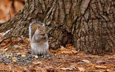 Eastern gray squirrel. Many juvenile squirrels die in the first year of life. Adult squirrels can have a lifespan of 5 to 10 years in the wild. Some can survive 10 to 20 years in captivity.