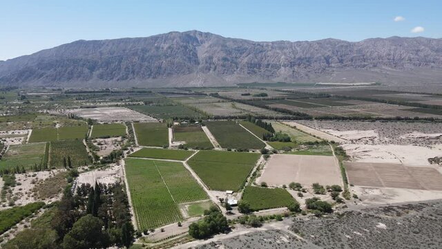 vi&ntilde;edos