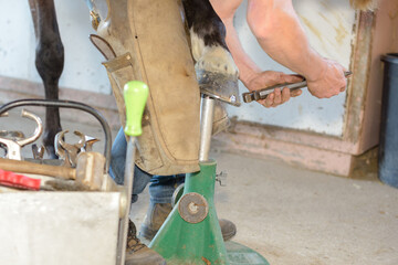 man fitting a horse shoe