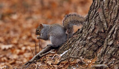 Eastern gray squirrel. Many juvenile squirrels die in the first year of life. Adult squirrels can have a lifespan of 5 to 10 years in the wild. Some can survive 10 to 20 years in captivity.