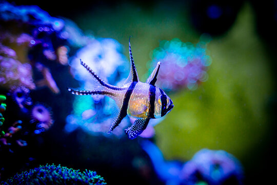 Banggai cardinalfish (Pterapogon kauderni) isolated in a reef aquarium with blurred background