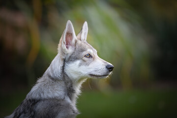 wolf dog spring puppy cute