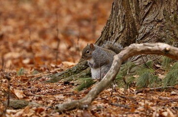 Eastern gray squirrel. Many juvenile squirrels die in the first year of life. Adult squirrels can have a lifespan of 5 to 10 years in the wild. Some can survive 10 to 20 years in captivity.
