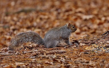 Eastern gray squirrel. Many juvenile squirrels die in the first year of life. Adult squirrels can have a lifespan of 5 to 10 years in the wild. Some can survive 10 to 20 years in captivity.