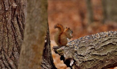 American red smallest squirrel. Wisconsin State Park.