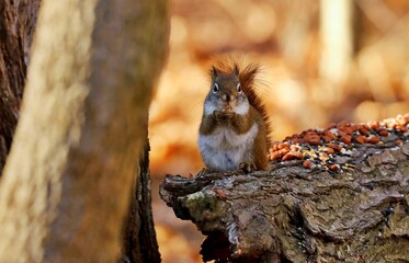 American red smallest squirrel. Wisconsin State Park.