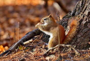 American red smallest squirrel. Wisconsin State Park.