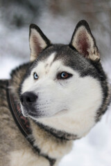 Beautiful sled dog in the snowy forest