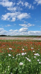 field of poppies