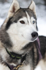 Beautiful sled dog in the snowy forest